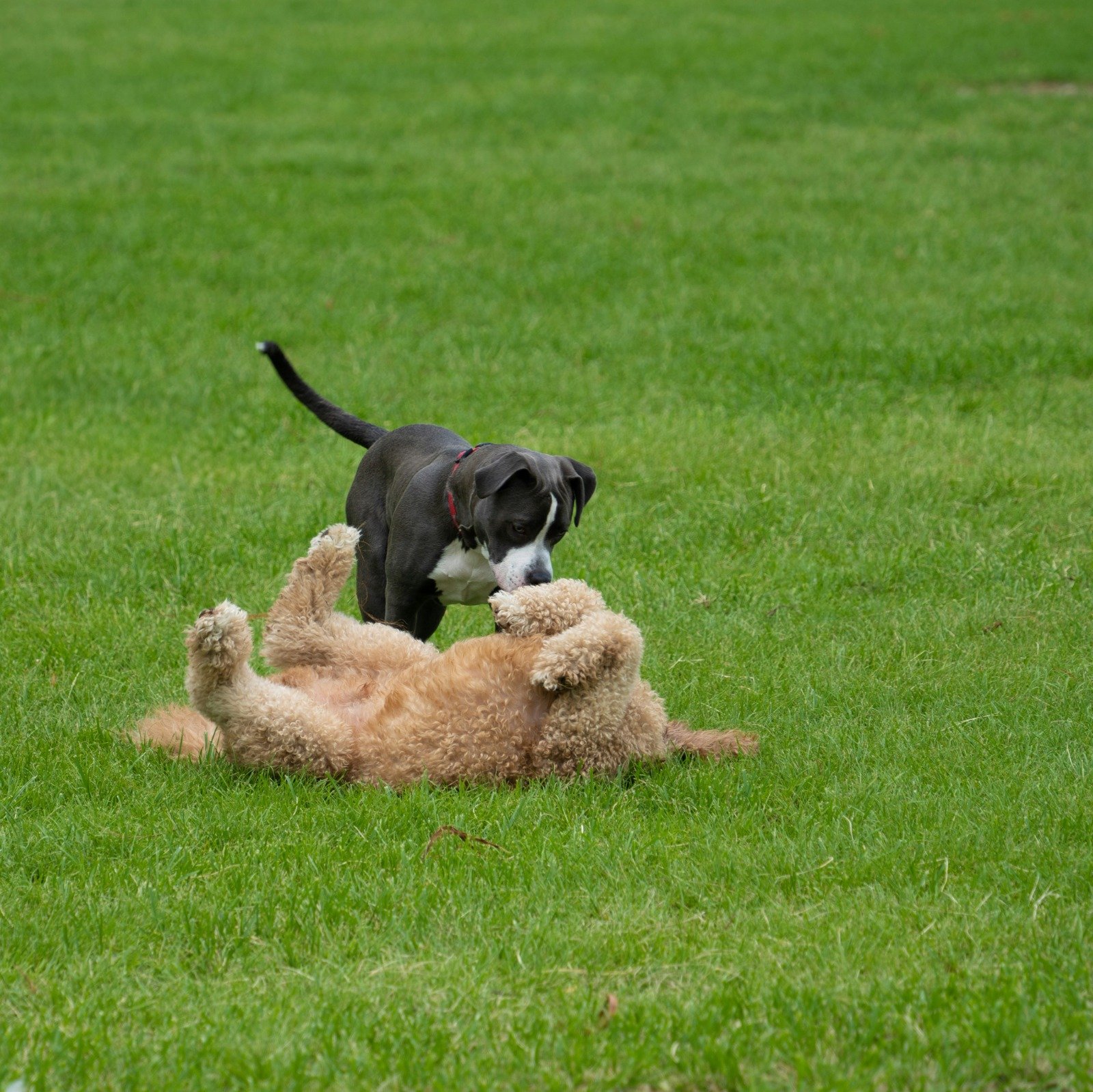 Equipo con perros en Doggy Day Care